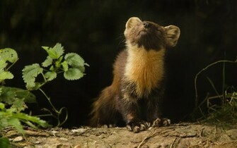 Animal Ferret Wallpaper