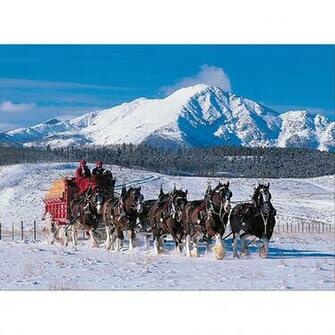Displaying Image For Budweiser Clydesdale Horses In Snow