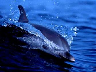 Animals Wallpaper
