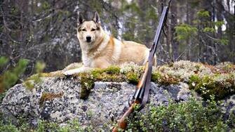 Hunting Shotguns HD Wallpaper Military Wallbase