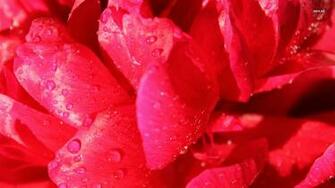 Water Drops On A Peony Wallpaper Flower