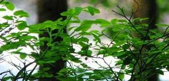 Huckleberry Bush Photo