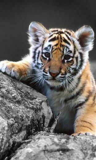 Tigers Sounds Live Wallpaper Gratis
