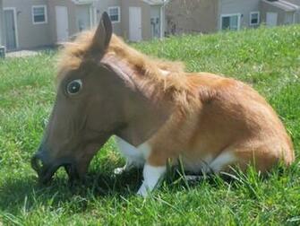 Funny Corgi Pictures Dog
