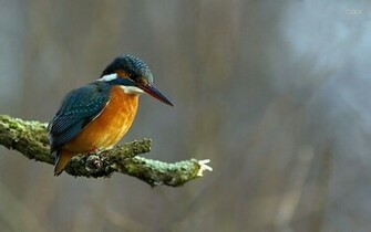 Kingfisher Wallpaper Animal