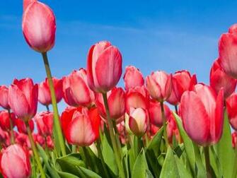 Tulips Flower Spring Wallpaper Tulip Walpaper