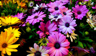 Spring Daisy Wallpaper On