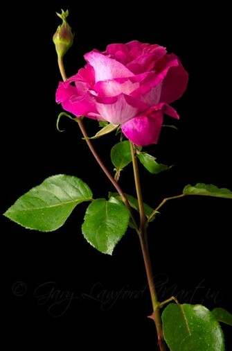 Red Rose Black Background Gary Lawford Martin