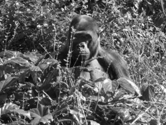 Gorilla Wallpaper And Screensavers