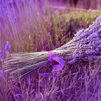 Lavender iPad Air Wallpaper iPhone