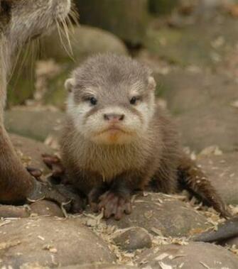Baby Otters One Of The Cutest Creatures On Land And Sea Animal
