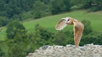 Barn Owl Wallpaper Jpg