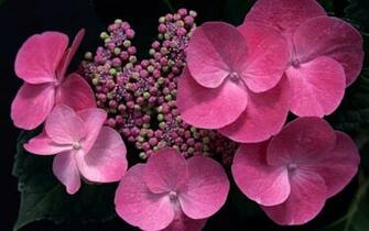 Black And Pink Flower Wallpaper