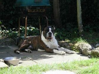 Boxer Dog White Dogs Wallpaper To