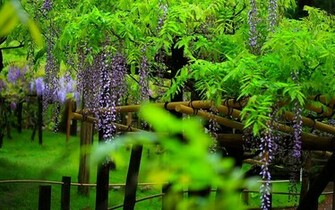 Sun Shines Wisteria Flowers Wallpaper