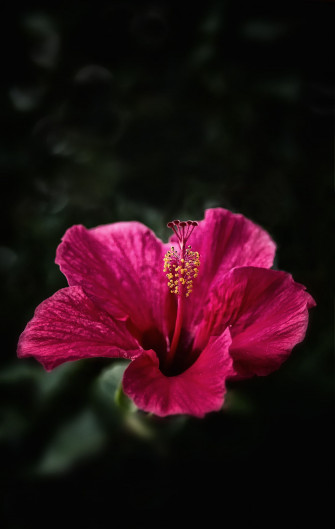 Selected Hibiscus Flower Wallpaper Aesthetic You Can Get It Of