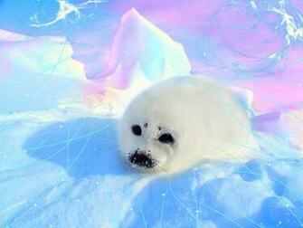 Baby Seal Wallpaper