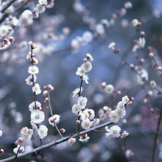 Peach Blossom iPad Wallpaper
