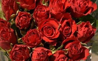 Flowers Wallpaper Red Roses