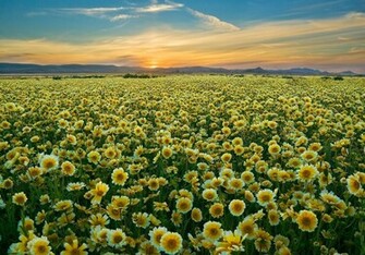 Flower Fields Nature Wallpaper HD Desktop Collections