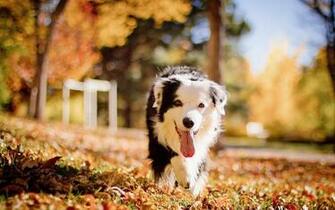 Autumn Wallpaper With A Black White Dog Best