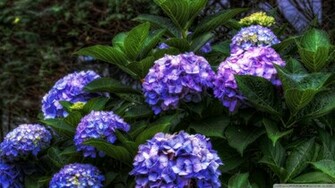 Purple Hydrangea HDr Wallpaper