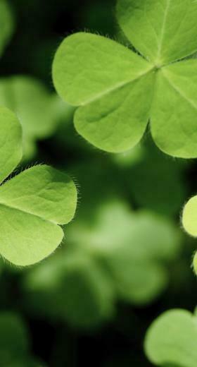 Clover Plant Green Wallpaper Sc iPhone7plus