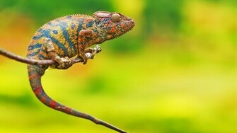 Reptiles Wallpaper Chameleons Animals