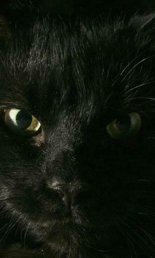 Black Kitten Wallpaper Android Apps On Google Play