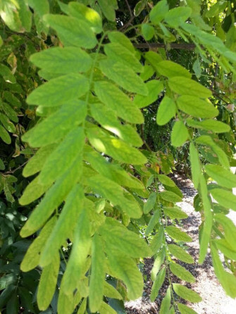Black Locust X Wallpaper