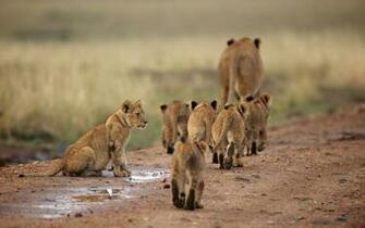 Lion Family Of Cubs Mobile Wallpaper Background Image Photo Has Been