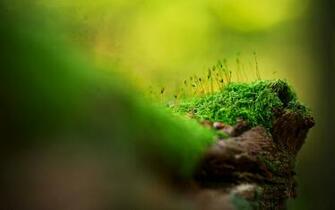 Close Up Wallpaper HD Desktop 4k