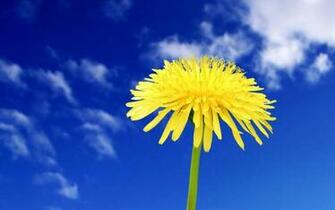 Yellow Flower In The Summer High Quality And Resolution