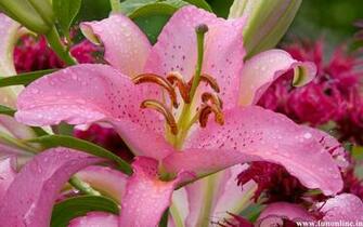 Stargazer Lily Wallpaper