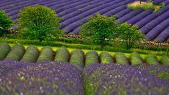 Wallpaper Tree Field Lavender