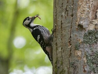 HD Wallpaper Desktop Woodpecker Birds