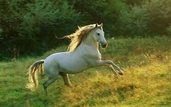 Animals Wallpaper HD Widescreen Desktop