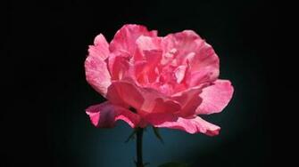 Beautiful Pink Rose Flower HD Wallpaper