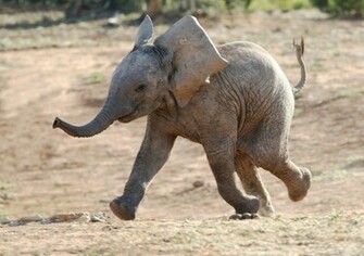 Elephant Baby Wallpaper
