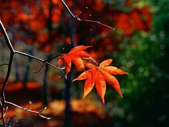 Wallpaper Windows Autumn Desktop Background