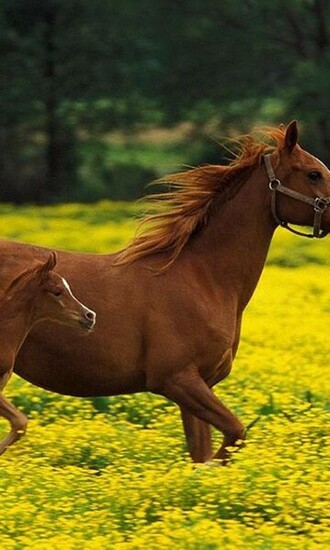 Cute Horse Wallpaper Android Apps On Google Play