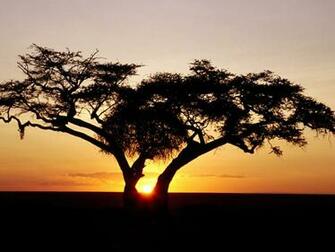 Sunrises Wallpaper Safari Sunrise Africa