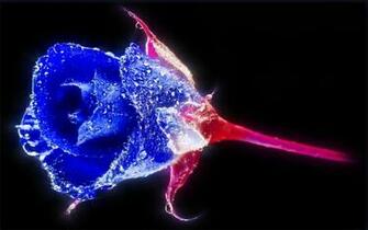 Glowing Color Roses Wallpaper