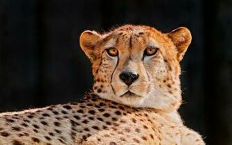 Cheetah On Black Wallpaper