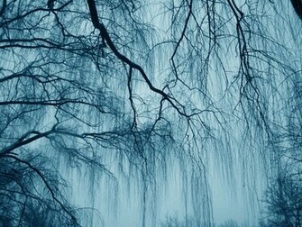 Weeping Willow Wallpaper