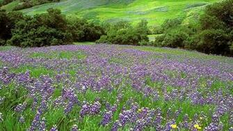 Spring Season Wallpaper For Desktop Background HD