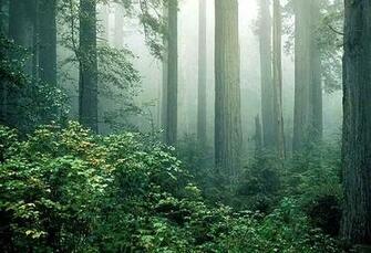 Redwood Rain Forest Wallpaper X