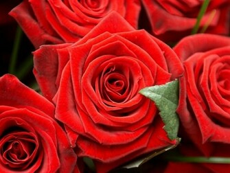 Flowers For Flower Lovers Wallpaper Red Rose