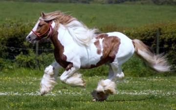 Pinto Horse Racing Red And White HD Wallpaper