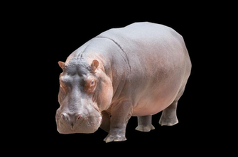 Hippopotamus Clipart Transparent Background